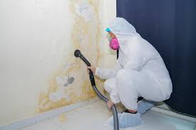 Mold Removal & Remediation